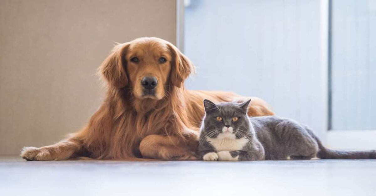 10 Fakta Unik Tentang Kucing dan Anjing yang Jarang Diketahui!