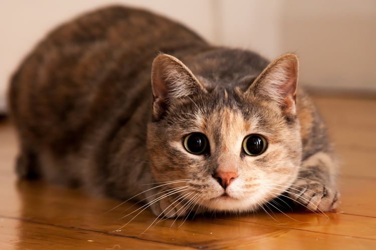 7 Kebiasaan Aneh Kucing yang Ternyata Punya Arti! Nomor 4 Bikin Kamu Kaget!