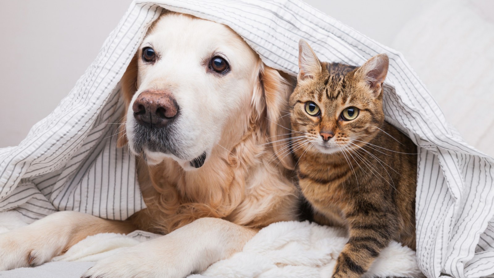 10 Fakta Unik Tentang Kucing dan Anjing yang Jarang Diketahui!