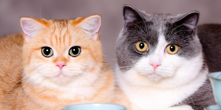 Berbagi Kasih dengan Kucing di Hari Jumat Berkah
