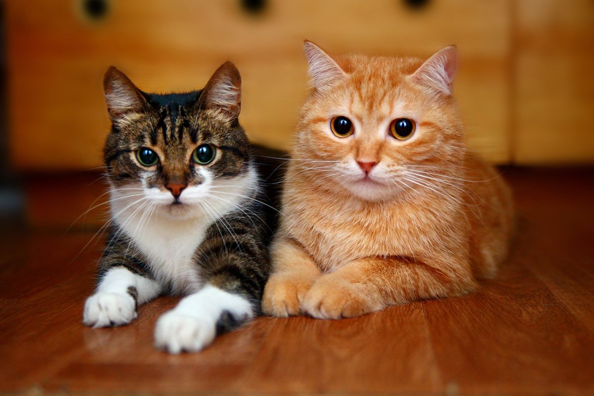Menjaga Kesehatan Kucing Kesayangan