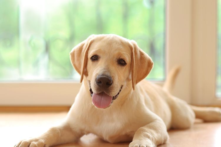 Penyakit yang Sering Menyerang Anjing dan Cara Mencegahnya