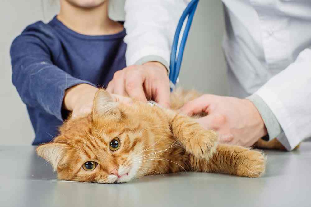 Mencegah dan Menangani Penyakit Kantung Kemih pada Kucing