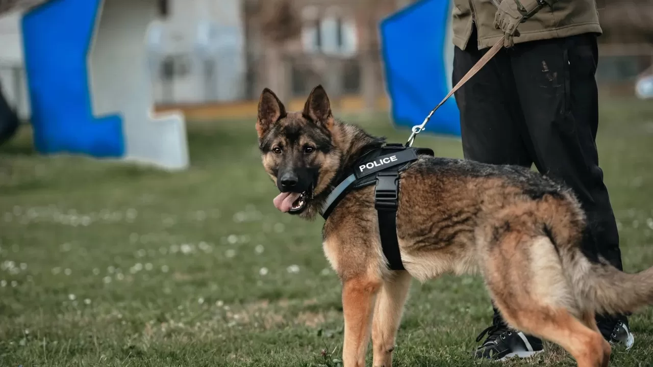 5 Jenis Anjing Pelacak Dunia dengan Fakta Unik yang Bikin Kagum