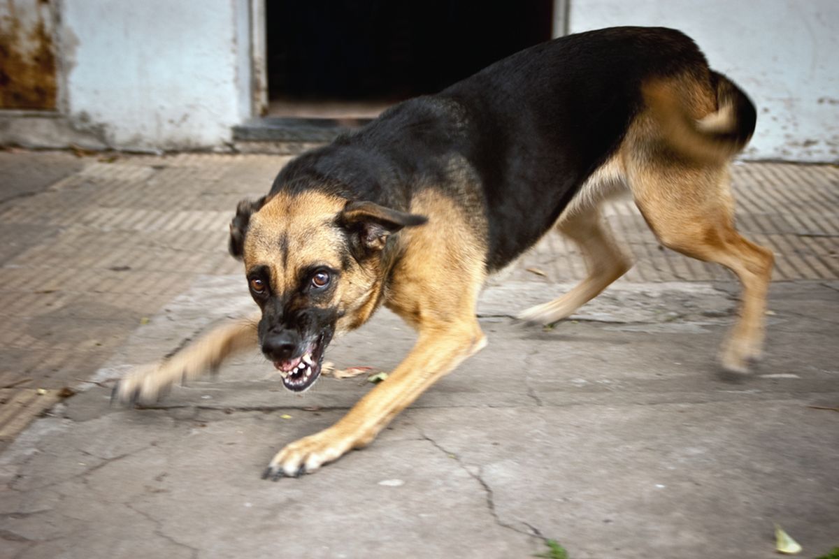 Menjaga Kesehatan Anjing dari Penyakit Rabies