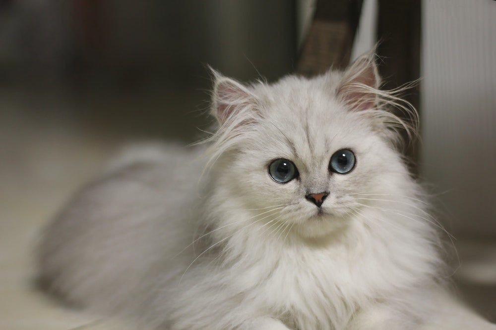 Kucing Persia Si Anggun dengan Bulu Menawan