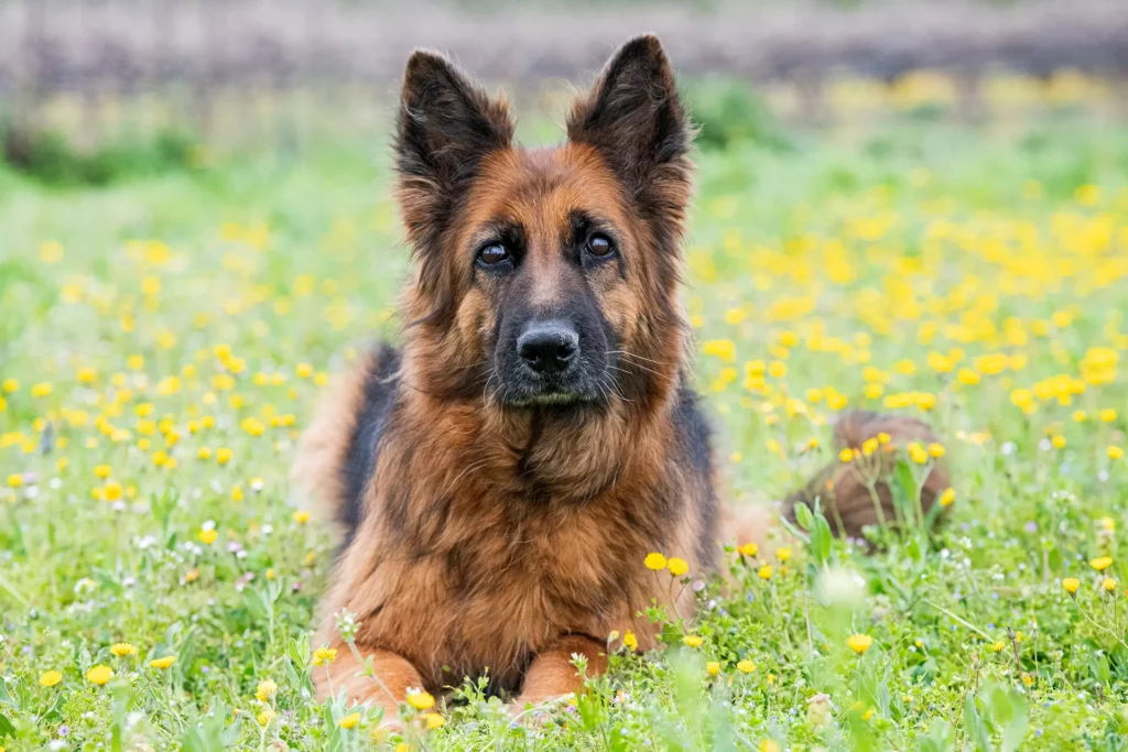 German Shepherd Anjing Cerdas dan Loyal yang Multitalenta
