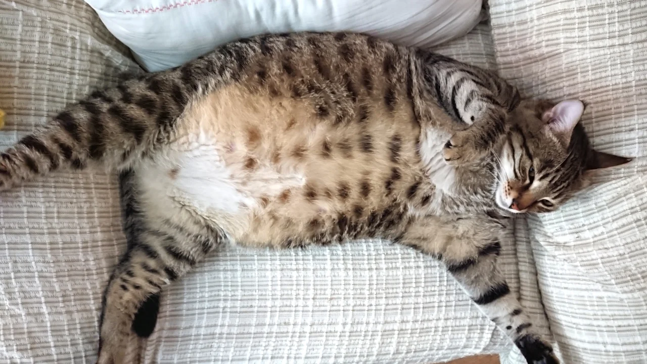 Kenapa Kucing Setelah Sterilisasi Menjadi Gemuk