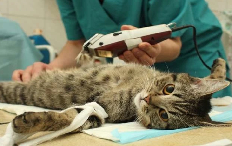 Pentingnya Sterilisasi Kucing Sejak Dini