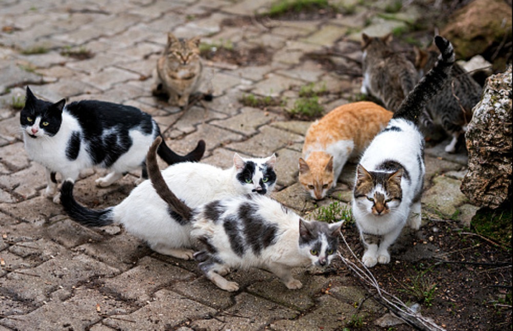 Kucing Liar Rawan Terkena Penyakit
