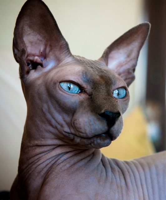 Apakah Kucing Sphynx Benar-Benar Tidak Memiliki Bulu