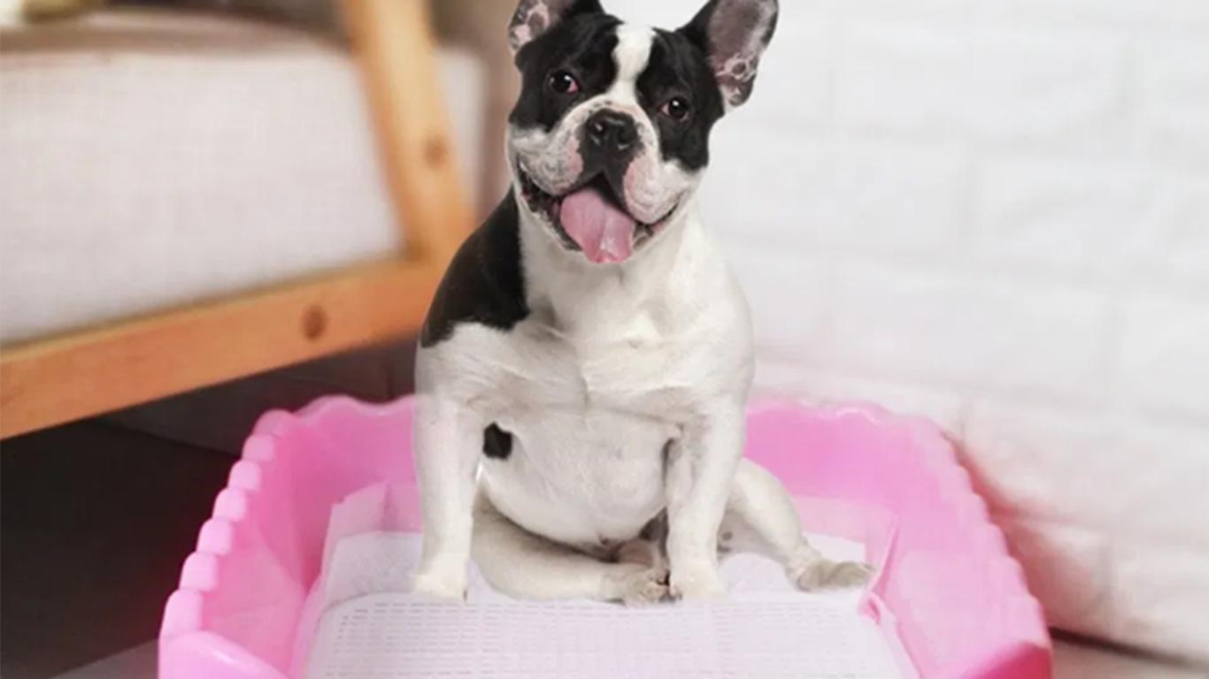 Cara Melatih Anjing Pup Tidak Sembarangan