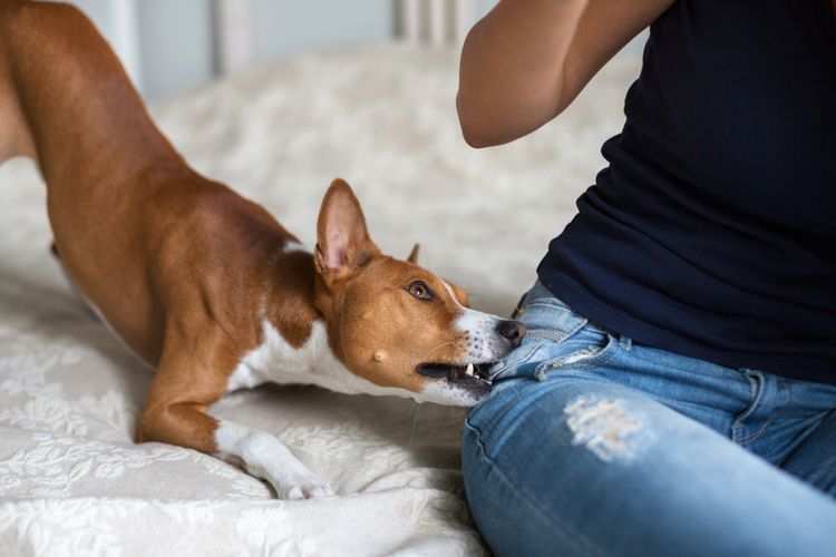 Begini Cara Melatih Agar Anjing Tidak Merusak Barang Rumah