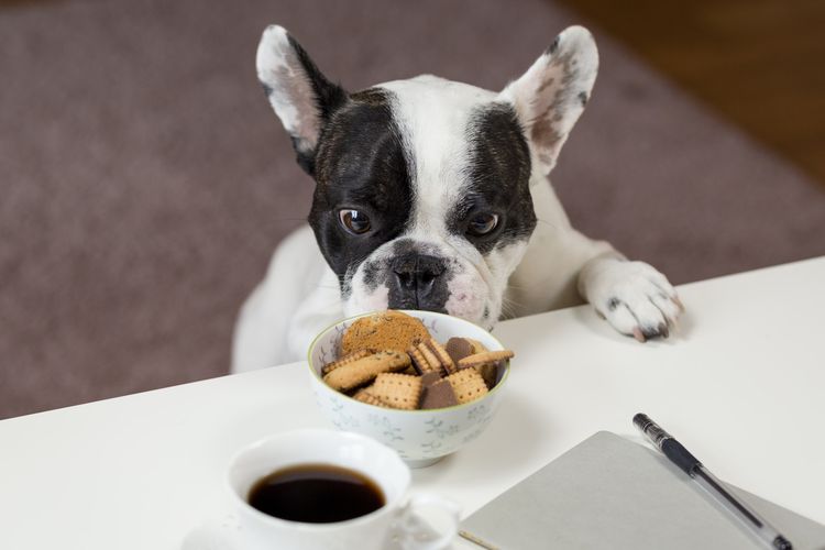 Cara Mengatasi Anjing Salah Makan Sebelum Terlambat