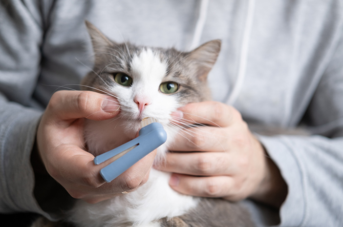 Ketahui Cara Membersihkan Gigi Kucing Paling Benar