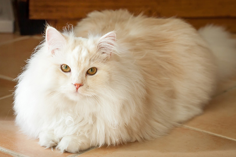 Begini Cara Mempertahankan Bulu Kucing Halus Dan Berkilau