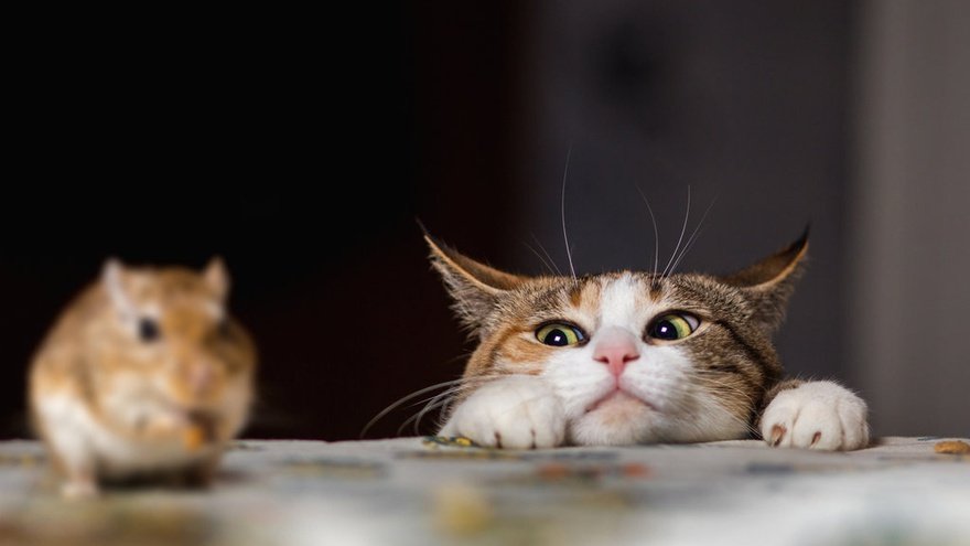 Kenali Bahaya Kucing Makan Tikus Berikut Ini, Bisa Fatal Lho!