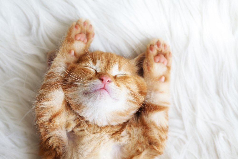 Anabul Sering Tidur? Ketahui Berapa Jam Tidur Kucing Kalian