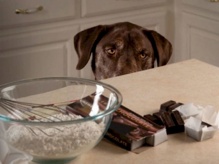 Ketahui Jenis-Jenis Makanan Berbahaya Untuk Anjing