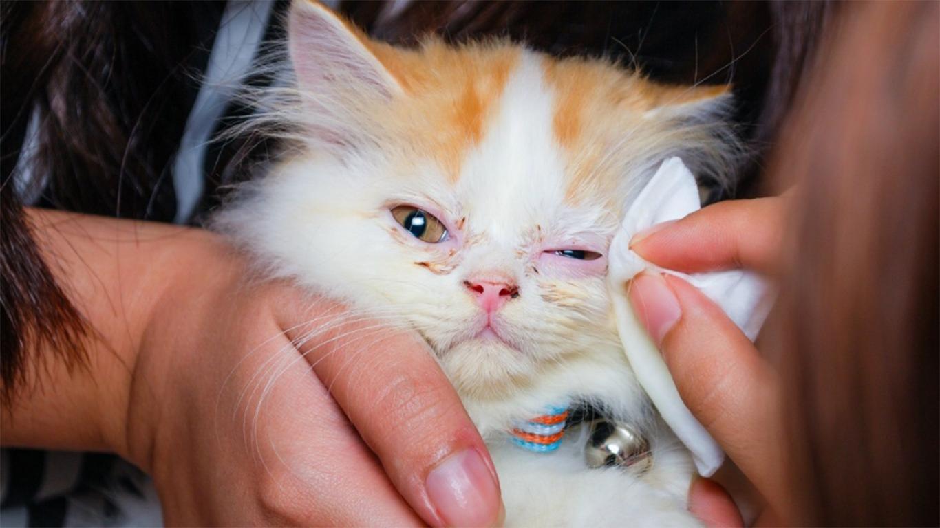 Kucing Sakit Mata? Kenali Beberapa Penyebab Dan Cara Sembuhkannya