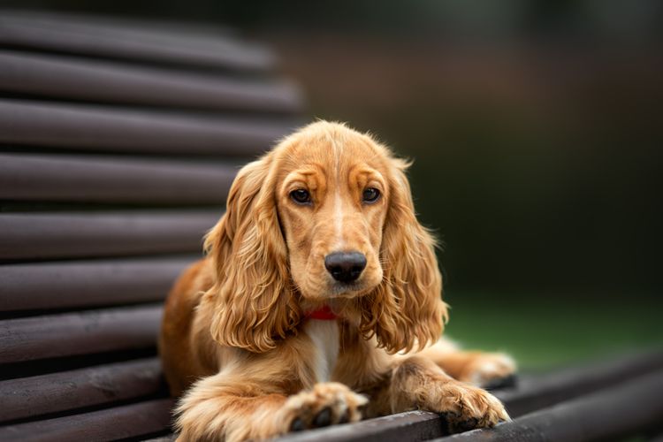 10 Cara Menjaga Bulu Anjing Agar Tidak Gampang Rontok