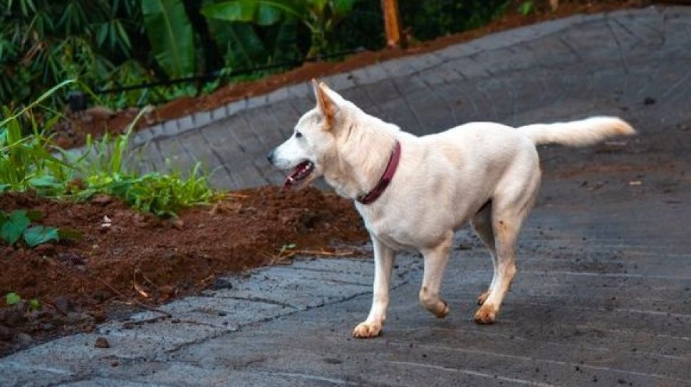 Anjing Kintamani: A Guide to This Unique Balinese Dog Breed 9 Size Of Anjing Kintamani