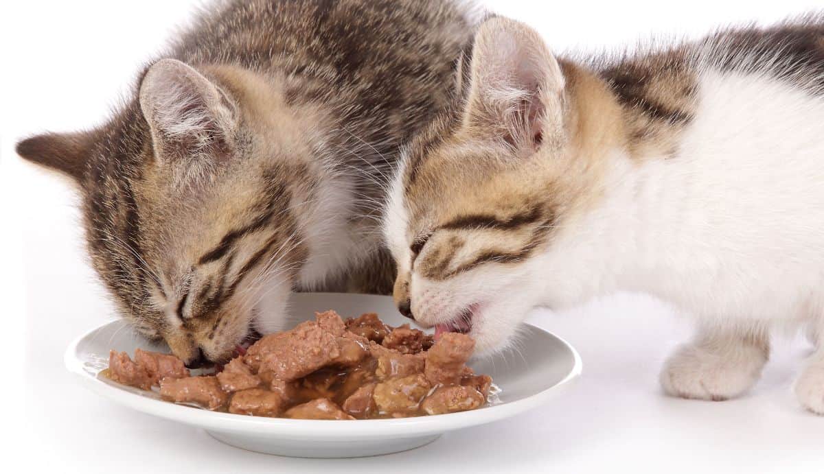 Hal Yang Harus Diketahui Perihal Makanan Kucing