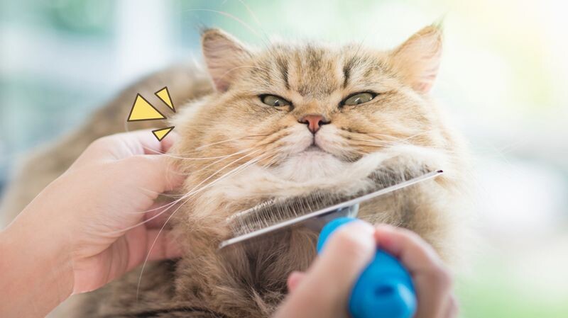 Mengenal Facial Alopecia Kucing Dewasa