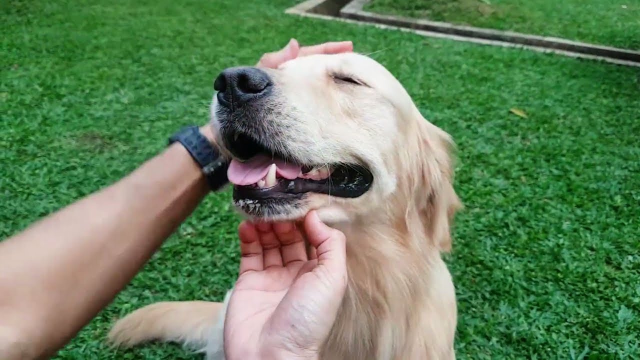 Tips Melatih Anjing Golden Retriever Sebagai Penjaga