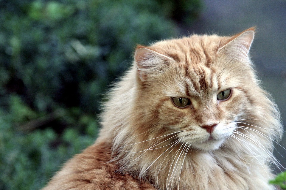 Perawatan Bulu Maine Coon Agar Tak Mudah Rontok