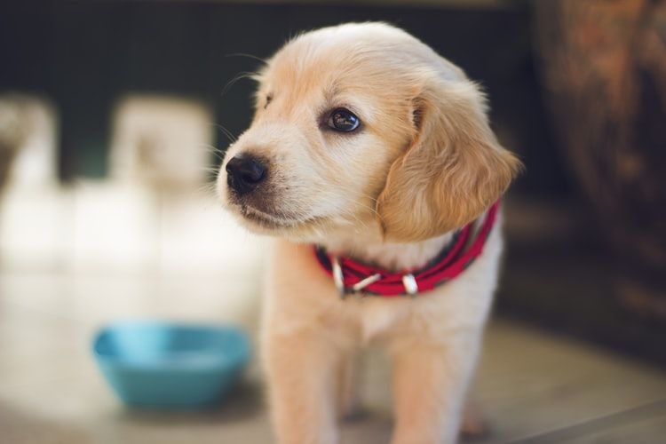 Agar Anjing Selalu Akur di Rumah, Lakukan Tips Ini