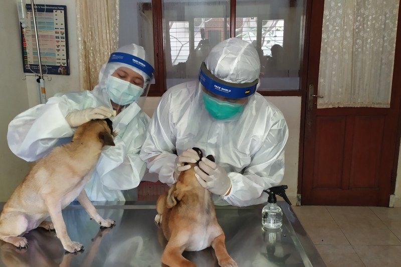 Pertolongan Pertama Anjing Tertabrak Kendaraan