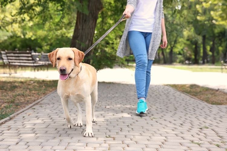 Ingin Teman Jogging? Inilah Jenis Anjing Yang Suka Berolahraga