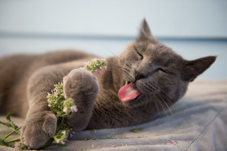 Manfaat Catnip Bagi Kucing Ternyata Baik Untuk Anabul