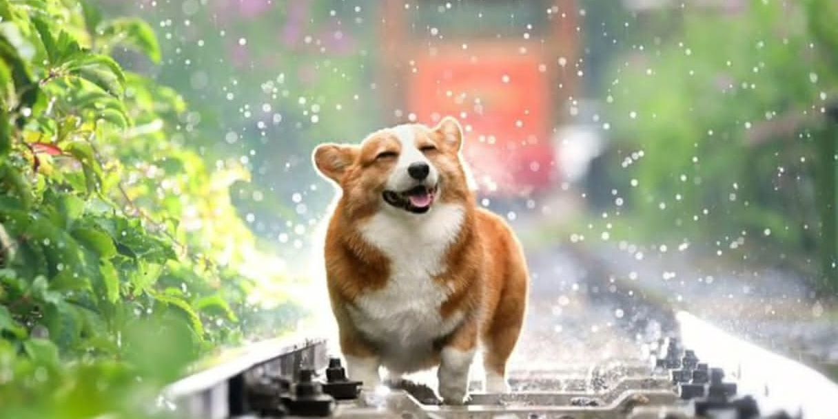 Banyak Keunggulan Anjing Menjadi Hewan Peliharaan Manusia