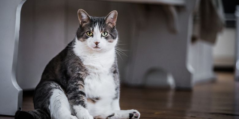 Ketahui Bahaya Obesitas pada Kucing