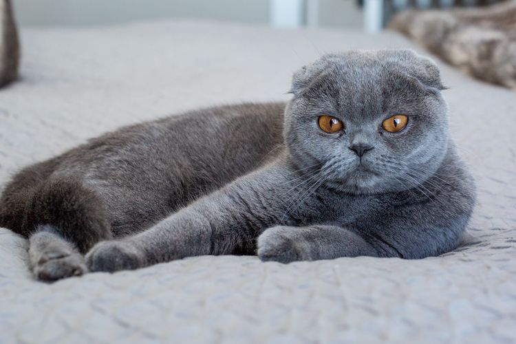 Berkenalan Karakteristik Dan Harga Kucing Scottish Straight