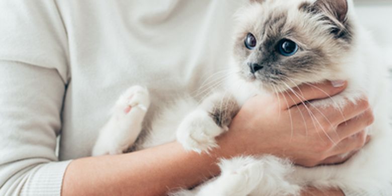 Ketahui Alasan Kucing Mengeong ke Manusia!
