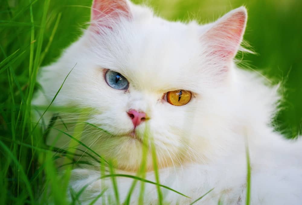 Fakta Menarik Kucing Odd Eye