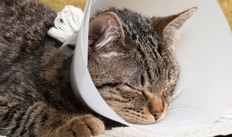 Begini Tips Merawat Luka Kucing Supaya Cepat Kering