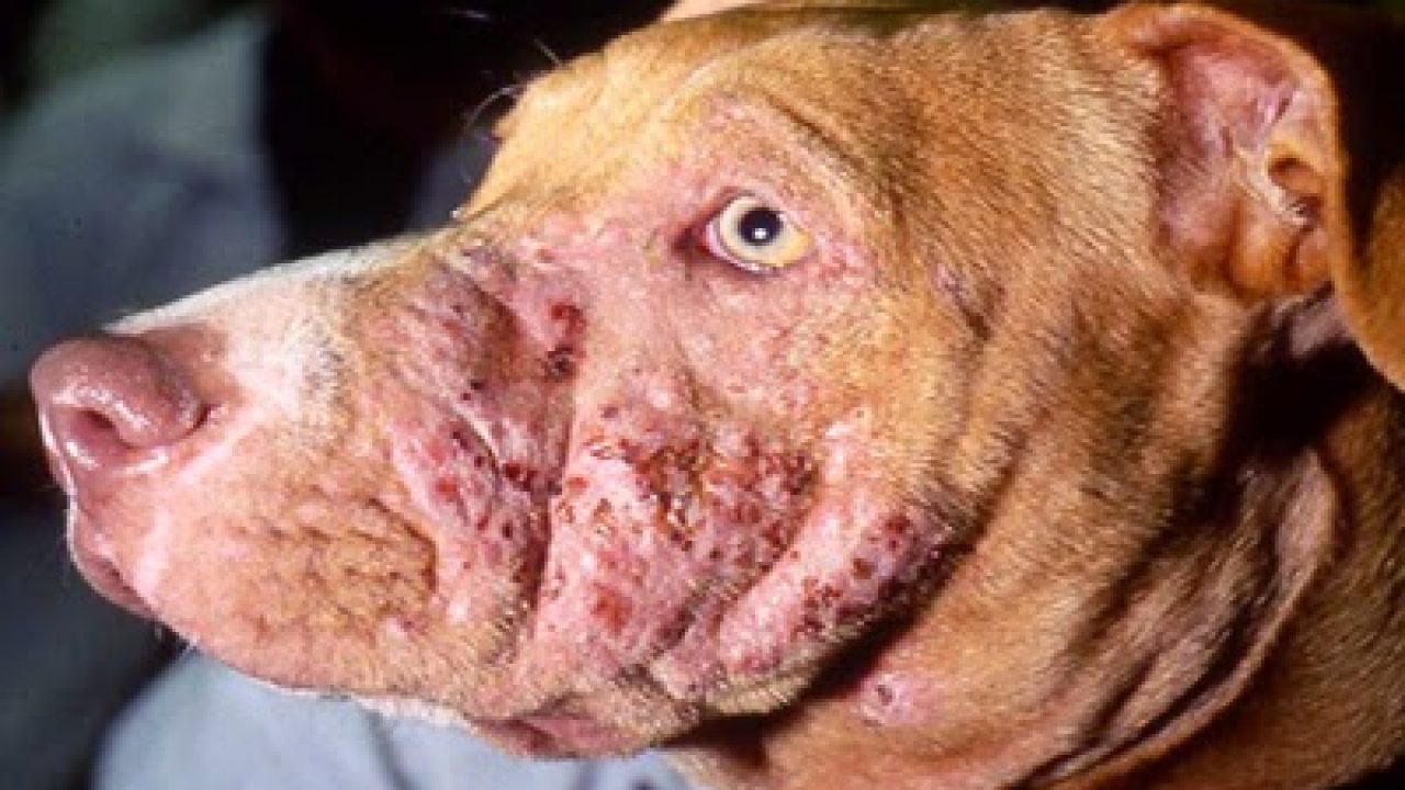Beberapa Jenis Penyakit Kulit Anjing Perlu Diketahui Pemilik