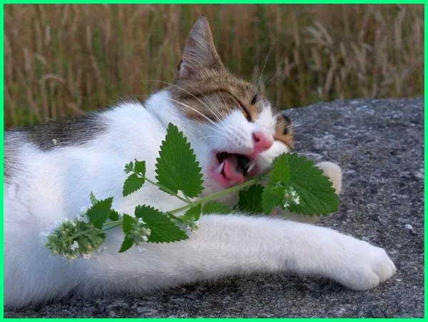 Ini Dia Beberapa Macam Jenis Tanaman yang Bisa Jadi Obat Herbal untuk Kucing