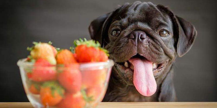 Apa Saja Buah Sehat untuk Anjing? Ini Beberapa Rekomendasinya
