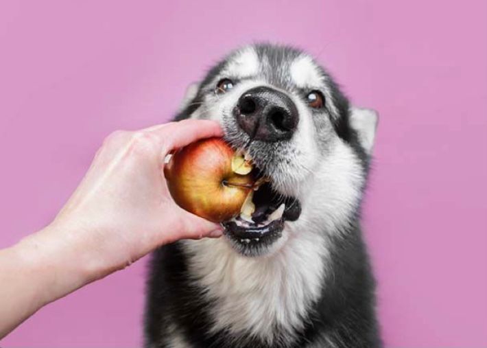Manfaat Minyak Kelapa untuk Bulu Anjing Agar Berkilau