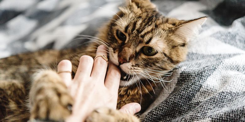 Ini 5 Penyebab Kucing Menjadi Nakal