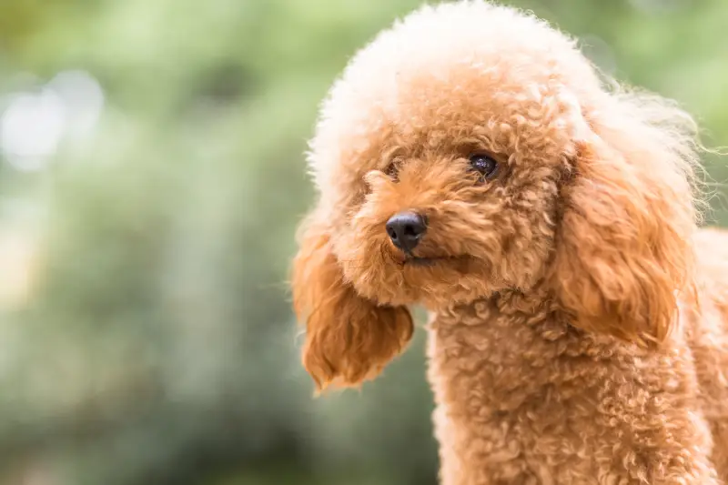 Ras Anjing Kecil yang Menggemaskan, Lucu Banget Kan!
