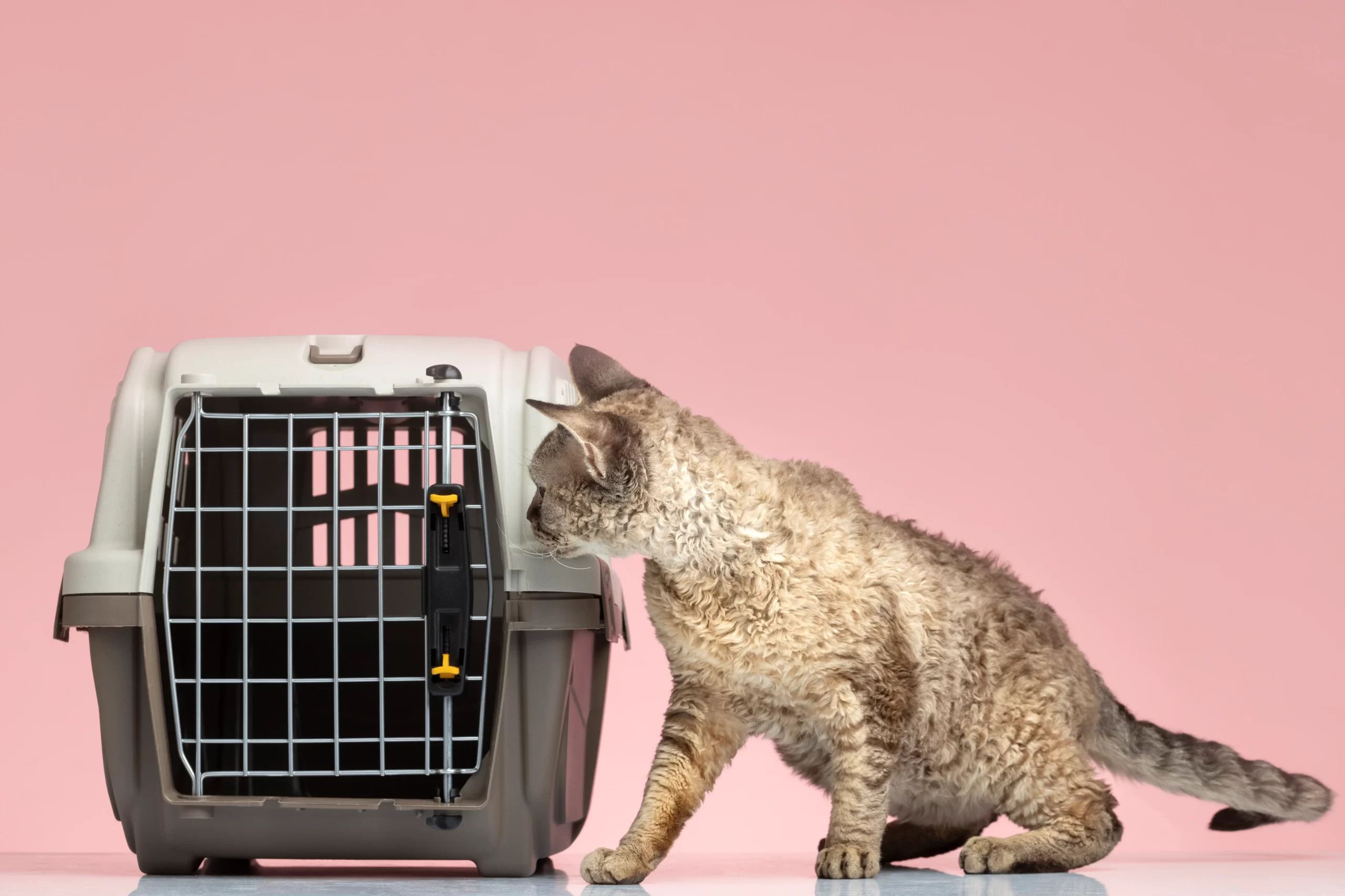 Kandang Kucing. Apa Saja Ya Jenisnya? Yuk Simak!