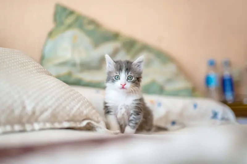 Makanan Anak Kucing Umur 1 Bulan. Apa Saja Ya?
