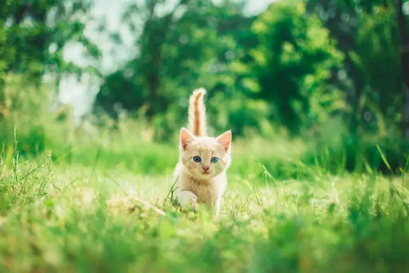 Makanan Kering Untuk Anak Kucing Yang Bergizi!
