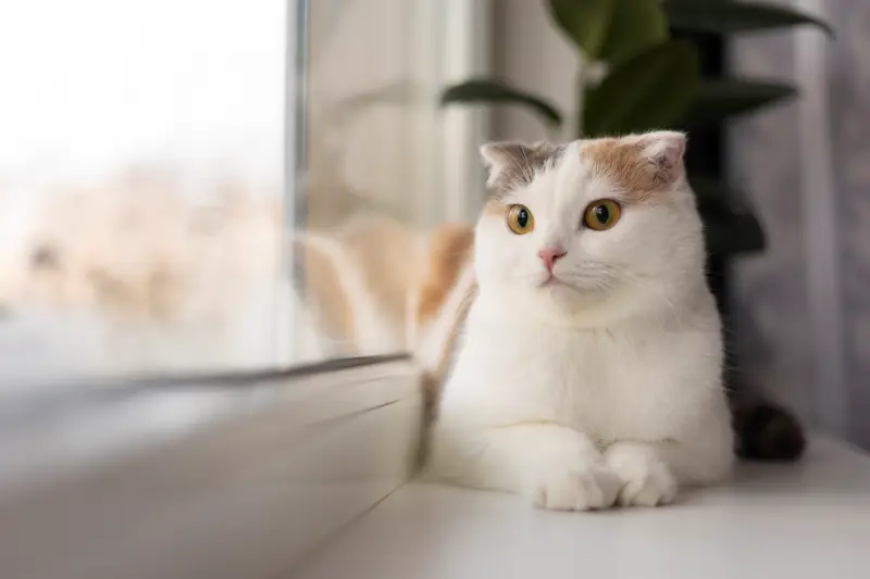 Cara Agar Kucing Mau Makan, Simak Tipsnya Ya!